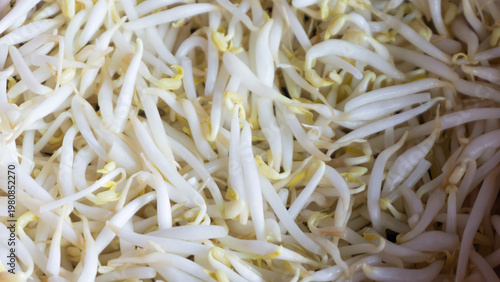 Close up of bean sprouts