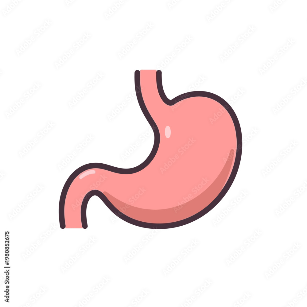 Fototapeta premium Flat 2D human stomach illustration
