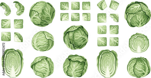 Cabbage Vector Set with Whole and Sliced Cabbage Heads and Leaves Isolated on White Background for Healthy Cooking and Organic Farming Designs