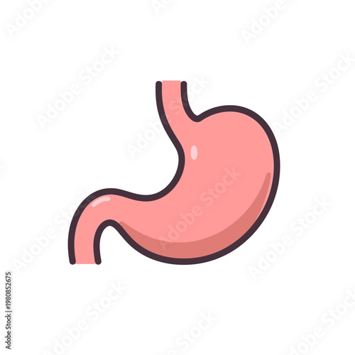 Flat 2D human stomach illustration