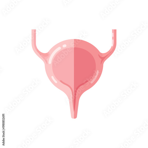 Flat 2D bladder illustration