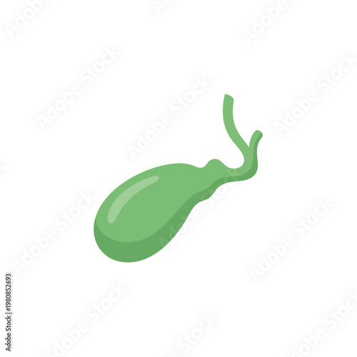 Simple cartoon-style 2D gallbladder illustration