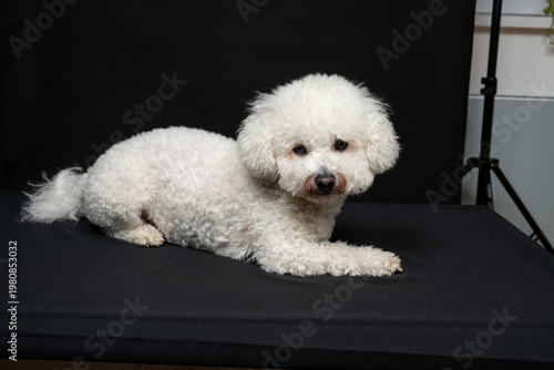 The pet poses for the photographer in the studio. Studio photo of a white curly bichon on a black background.