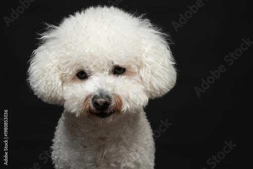 Portrait of a white curly-haired bichon on a black background. Only the head of the dog is visible.