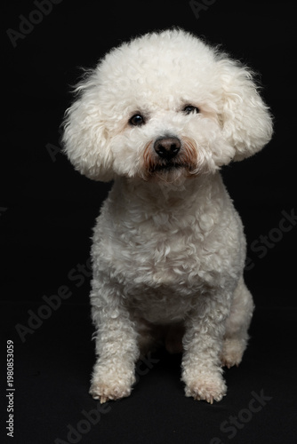 Curly Bison poses for a photographer in the studio. The photo was taken against a black background.