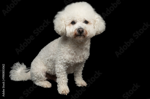 Curly Bison poses for a photographer in the studio. The photo was taken against a black background.