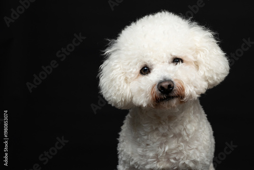 portrait of a black and white. Portrait of a white dog. Curly Bison poses for a photographer in the studio. The photo was taken against a black background.