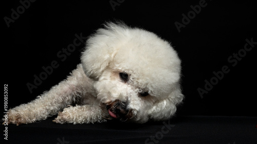 Photo of a white curly-haired bison on a black background. Studio setup and studio lighting for photography.