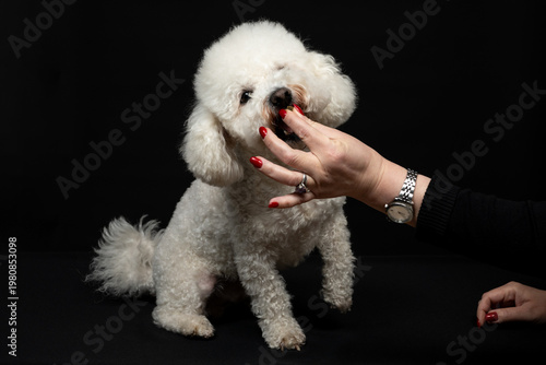 A woman's hand with beautiful red nails feeds a curly-haired bichon. Studio photo on a black background.