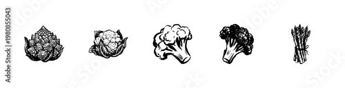 Cauliflower and Broccoli Brassica Vegetables with Detailed Inky Doodle and Hand-Drawn Sketchy Aesthetic