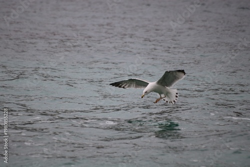 Large gull landing on the sea, Krk Island