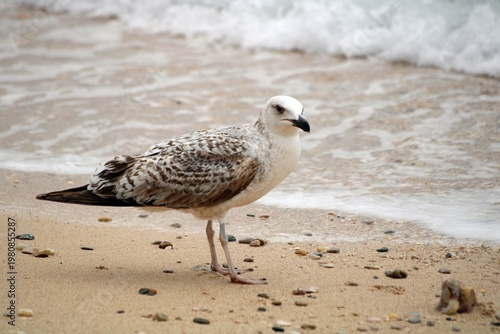 Large gull on a beach, Krk Island