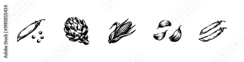 Vegetables and Garden Harvest Produce with Fluid Engraving Style and Hand-Drawn Sketchy Style