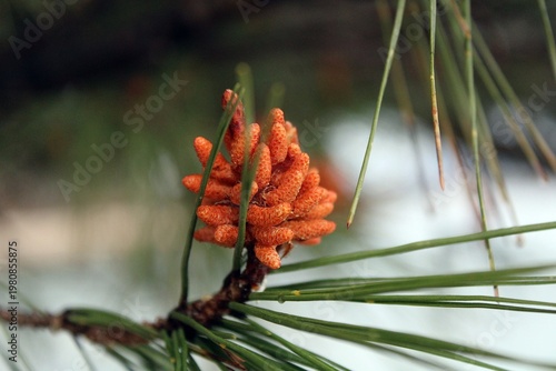 Flower of stone pine - pinus pinea