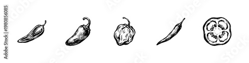 Hot Chili Peppers and Spicy Vegetable Ingredients in Hand-Drawn Inky Doodle Style with Fluid Calligraphic Strokes