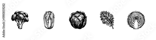 Fresh Cabbage and Leafy Green Vegetables in Hand-Drawn Inky Brushstroke Style for Healthy Food and Culinary Design