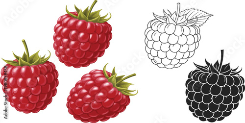 Vector Illustration of Fresh Raspberries with Detailed Texture and Outline on a Solid White Background for Commercial Use