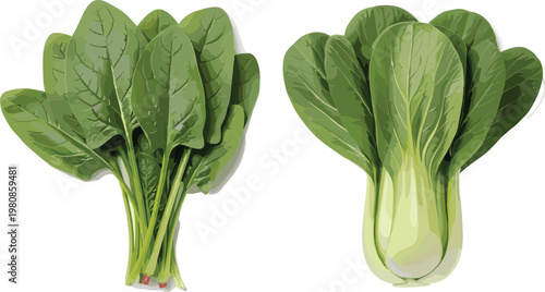 Vector Illustration of Fresh Spinach and Bok Choy with Detailed Leaves on a Solid White Background for Commercial Use