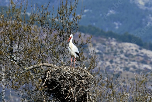 Stork perched on a tree in spring , Ciconia ciconia
