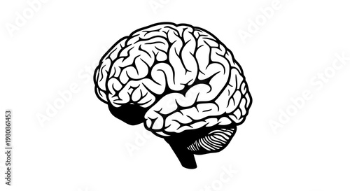 human brain outline sketch with detailed folds and contours for cognitive science