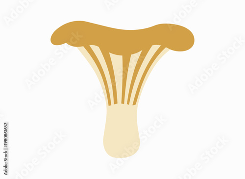 Yellow chanterelle mushroom, isolated on white background, flat vector illustration.