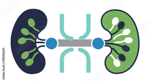 Stylized Human Kidneys Anatomy Showing Internal Urinary System