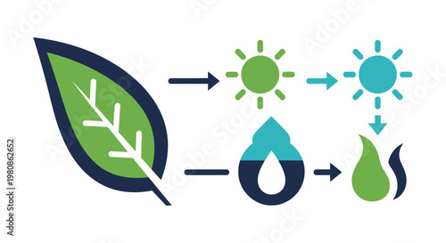 Photosynthesis Process Diagram Showing Leaf Sunlight and Water
