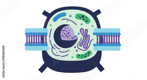 Diagram of Cell with Nucleus and Organelles for Cellular Biology
