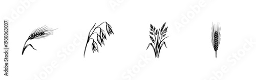 Cereal Grains and Agricultural Wheat Stalks with Hand-Drawn Inky Doodle and Organic Sketchy Textures
