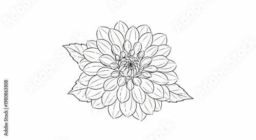 Black and white outline sketch of a dahlia flower with leaves