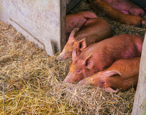 Piglets asleep in hay on an organic farm