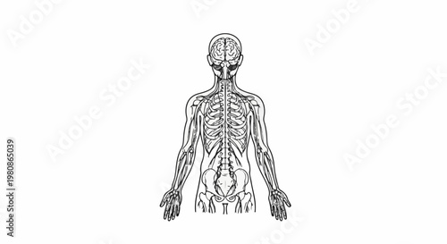 Anatomical illustration of the human nervous and skeletal systems