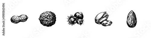 Assorted Healthy Nuts and Seeds Graphic Elements in Hand-Drawn Inky Brush Style for Culinary and Wellness Design Projects.