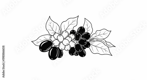 Black and white line art of ripening coffee cherries on branches with leaves