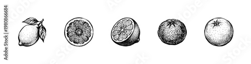 Fresh Citrus Fruits and Juicy Orange Slices with Fluid Engraving Style in Hand-Drawn Sketchy Style