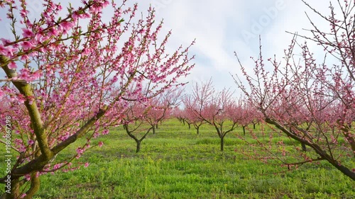 Walking Through Blooming Peach Orchard with Pink Flowers and Blue Sky in Spring Garden