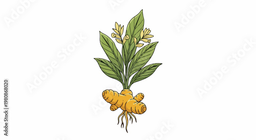 An illustrative botanical drawing of a turmeric plant with root