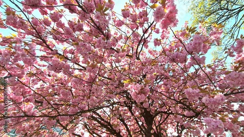 Camera panning into a cherry tree in full blossom during spring, delicate pink flowers and branches in soft sunlight, cinematic motion capturing seasonal bloom and natural beauty.