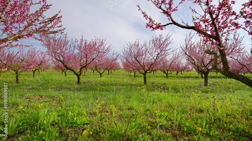Walking Through Blooming Peach Orchard with Pink Flowers and Blue Sky in Spring Garden