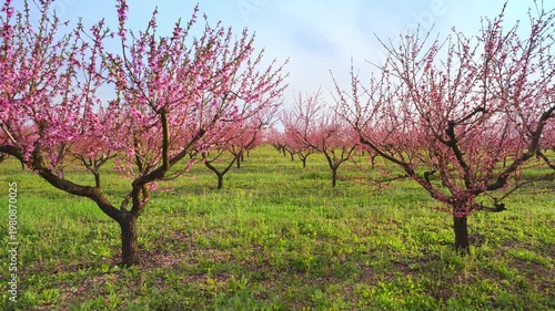 Walking Through Blooming Peach Orchard with Pink Flowers and Blue Sky in Spring Garden