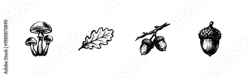 Edible Forest Porcini Mushrooms and Oak Acorns with Textured Inky Doodle and Hand-Drawn Sketchy Aesthetic