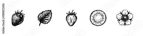 Fresh Red Strawberries and Garden Fruit Elements with Fluid Engraving Style and Hand-Drawn Sketchy Style