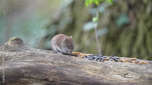 Mała nornica na powalonym pniu w lesie. Film natury z pięknym oświetleniem konturowym. Portret gryzonia w naturalnym środowisku, detale futra i wąsów na ciemnym, rozmytym tle.