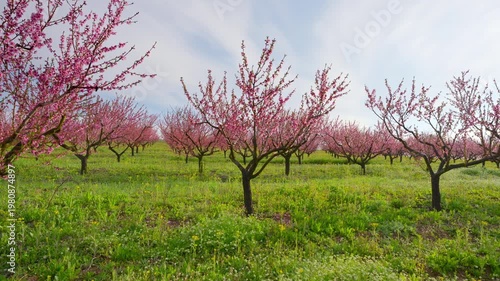 Walking Through Blooming Peach Orchard with Pink Flowers and Blue Sky in Spring Garden