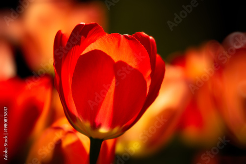 red yellow tulip