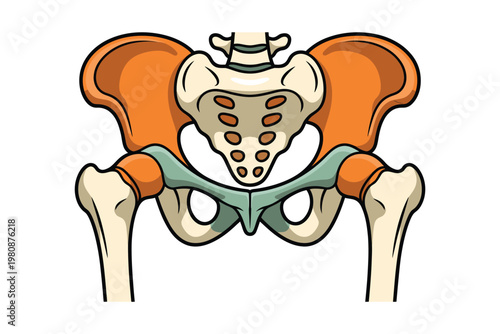 detailed view of the human pelvis showing bones and structure for anatomy learning and clinical use, precise skeletal framework visualization, educational medical chart for students doctors and biolog