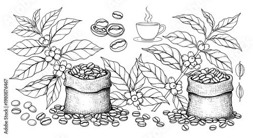 Coffee beans with burlap sacks, leafy branches and cup of steaming coffee, hand drawn botanical line art for café branding