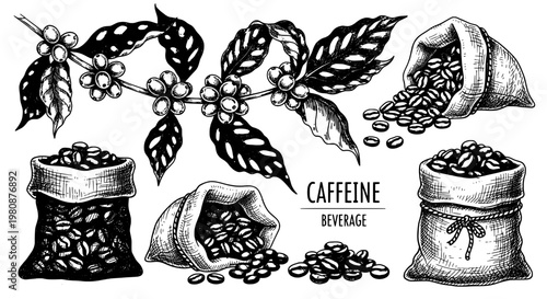 Coffee beans and leaf caffeine beverage icons set, vintage engraving style for café menu branding, barista marketing and packaging
