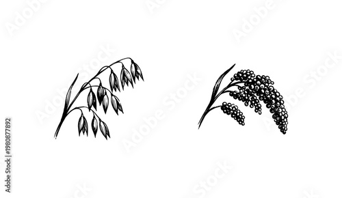 Cereal Grain Ears and Agricultural Botanical Crops with Hand-Drawn Inky Doodle and Organic Textural Details