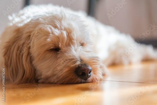 Cream Maltipoo Puppy Napping on a Sunlit Wooden Floor